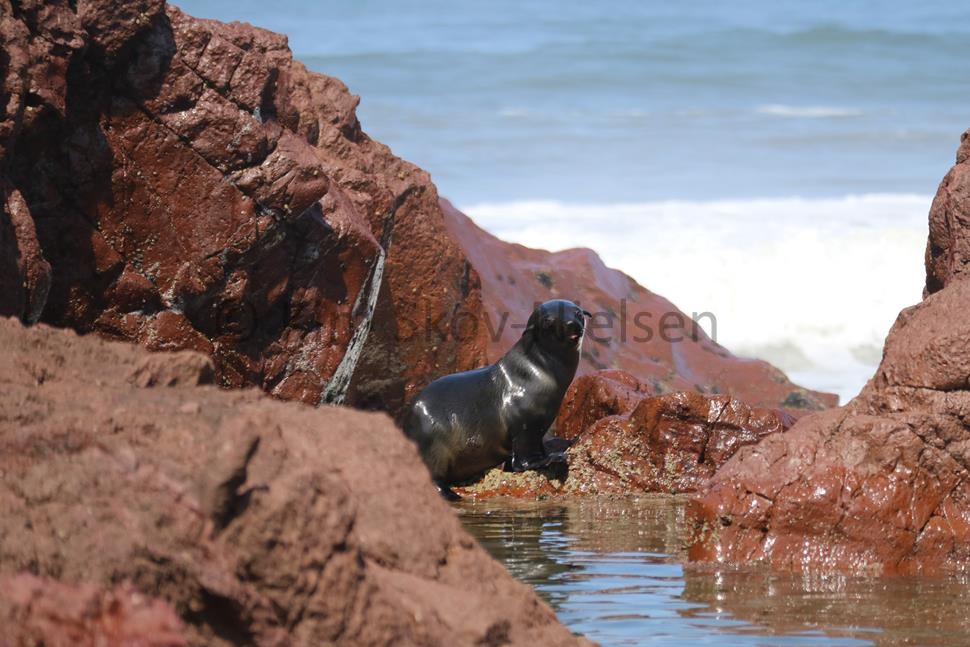 Seal pup at Rocky Point